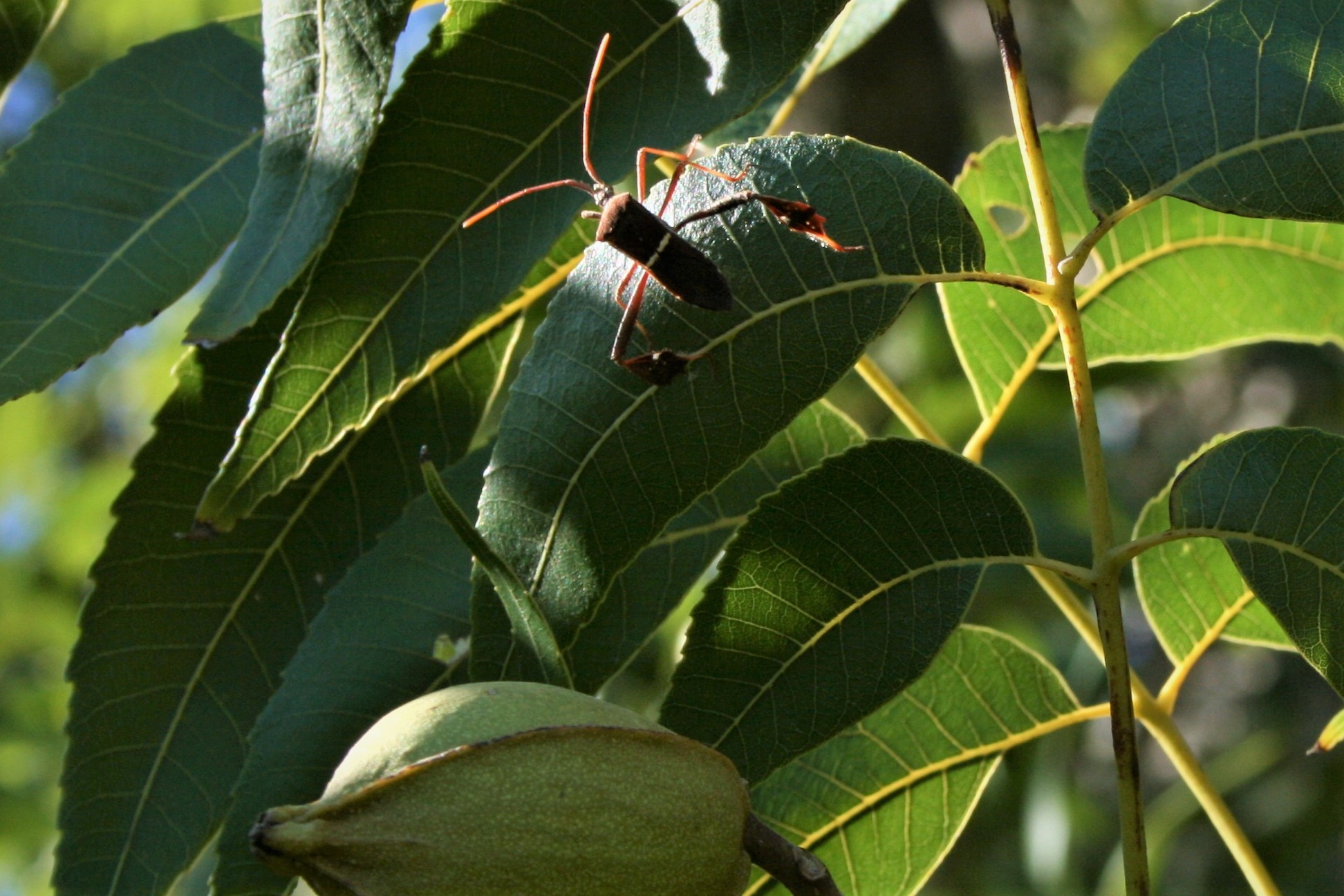 Leaf-footed Bug adult